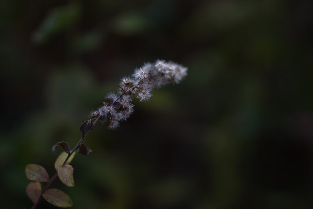 A close up of a flower with a blurry background