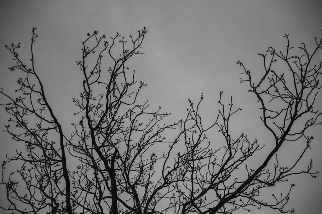 Bare tree branches against a gray sky.