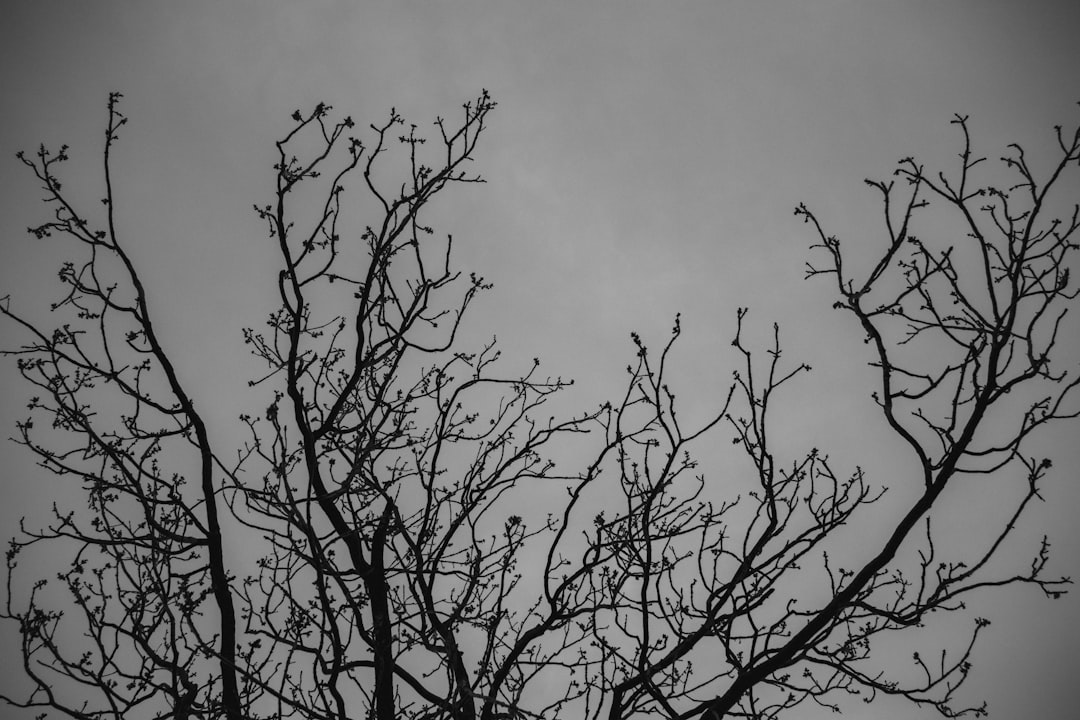 Bare tree branches against a gray sky.
