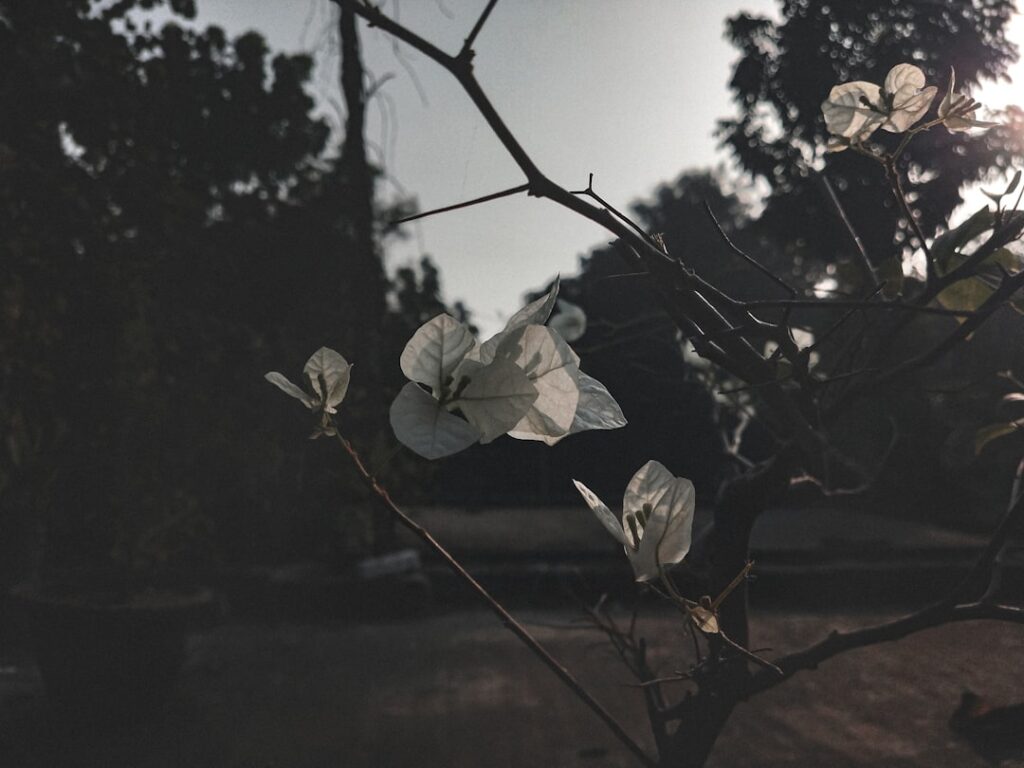 a tree branch with white flowers on it