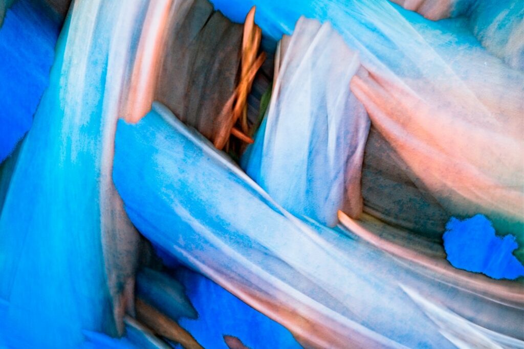 A close up of a blue and white flower