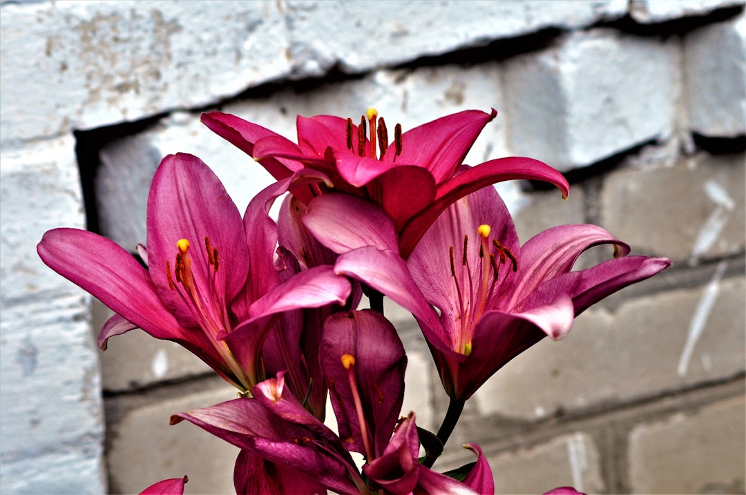 a group of pink flowers