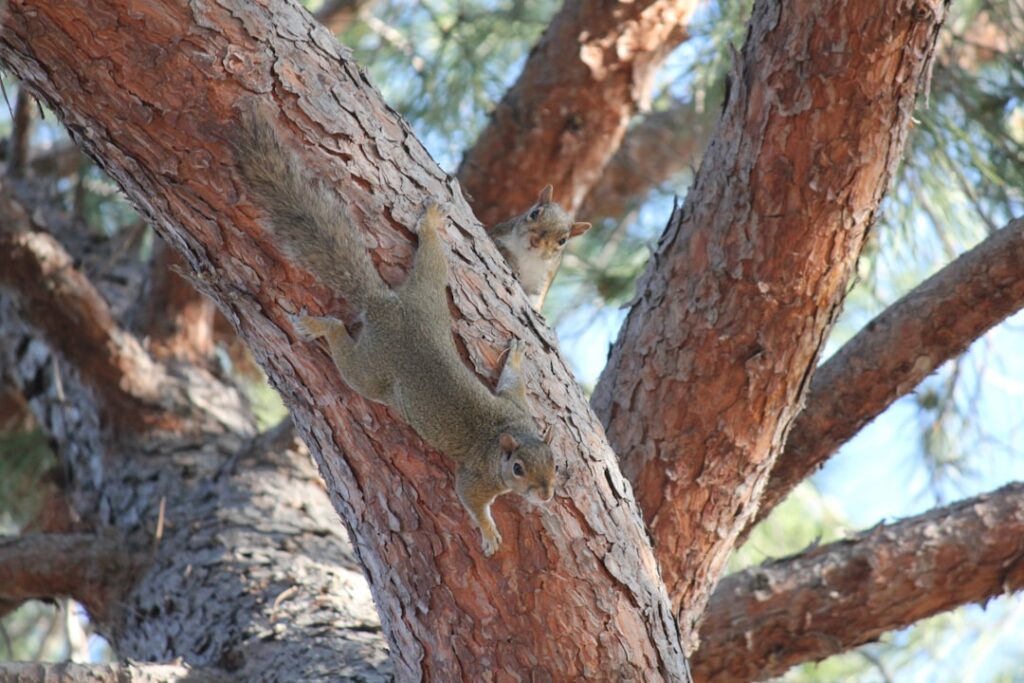 a squirrel climbing up the side of a tree