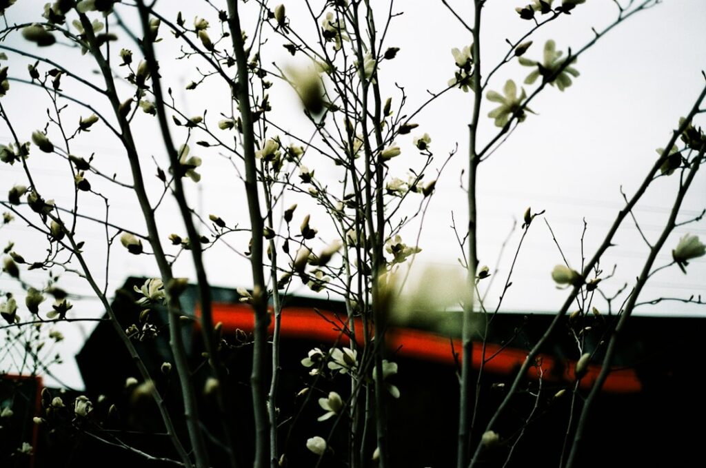A tree with white flowers in front of a building