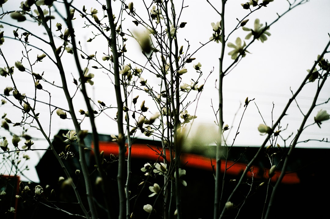 A tree with white flowers in front of a building