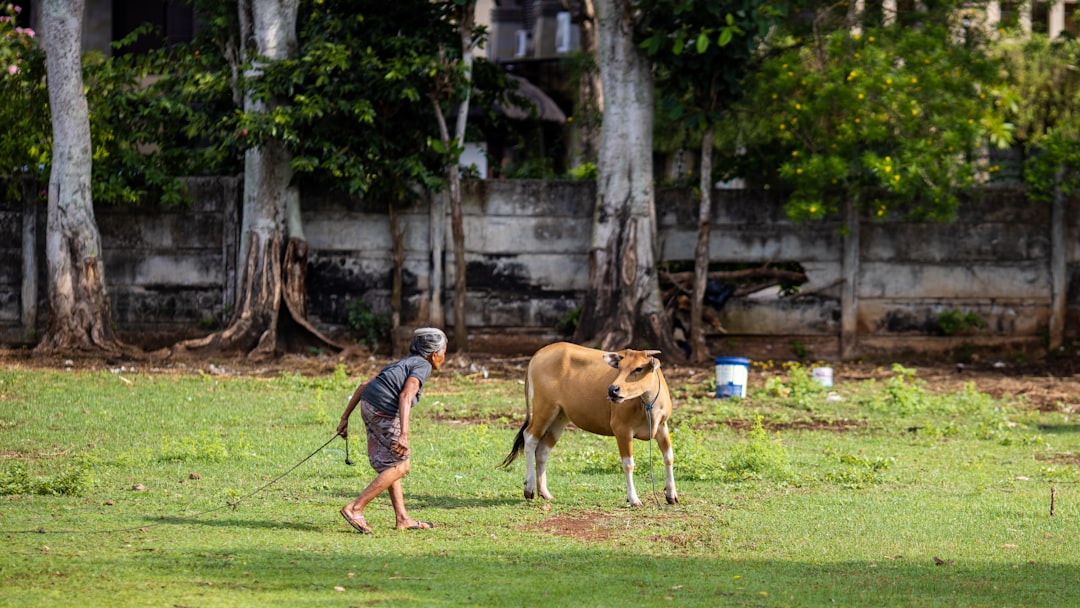 man in blue and white long sleeve shirt riding brown horse during daytime
