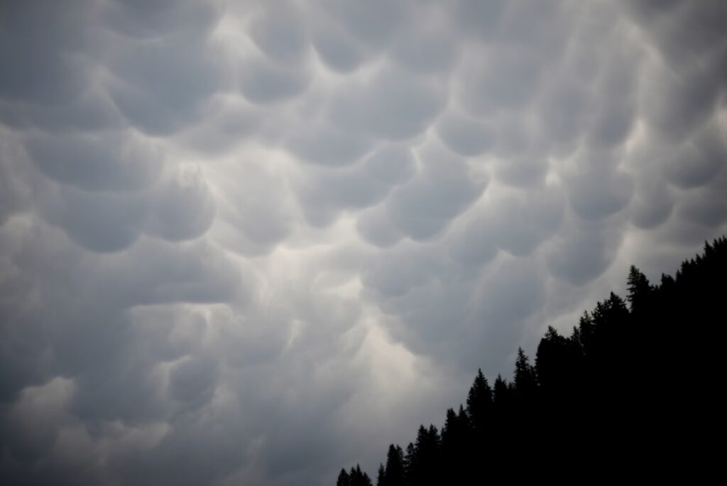 A group of trees under a cloudy sky