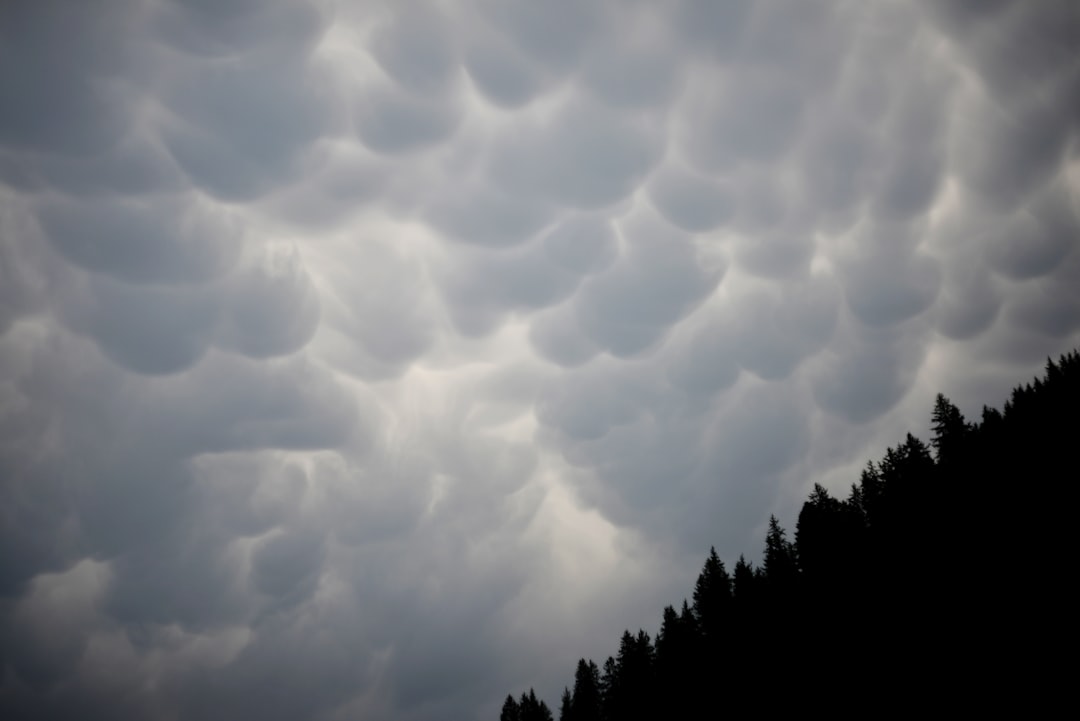 A group of trees under a cloudy sky