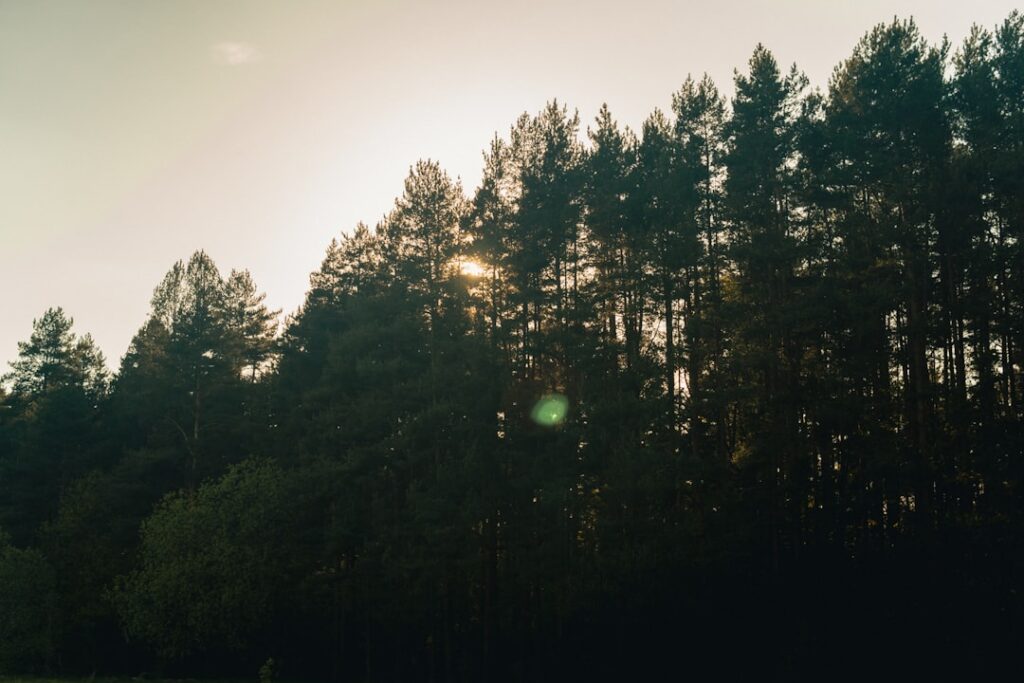 the sun is shining through the trees in the forest