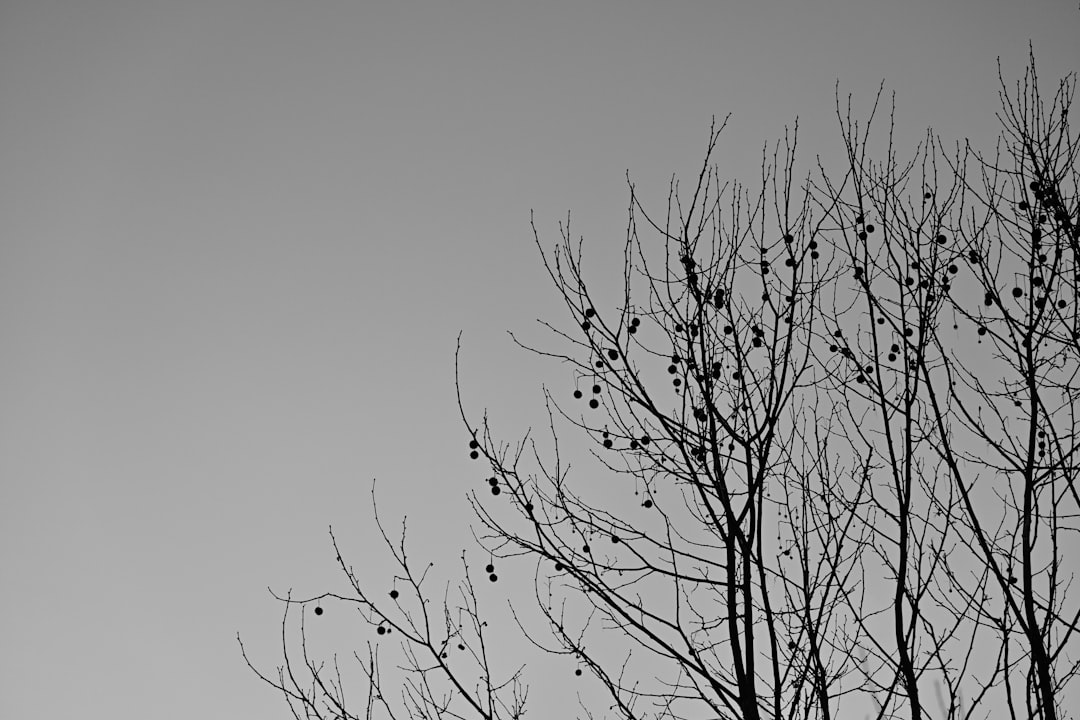 A black and white photo of a tree with no leaves
