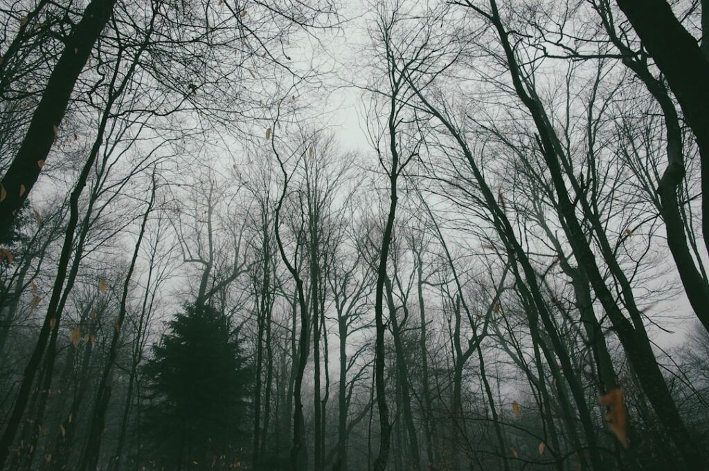 low-angle photography of woods