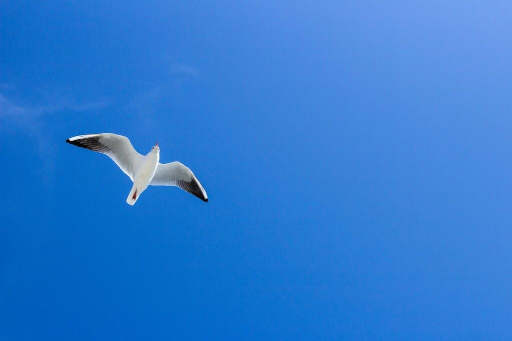 white bird flying under blue sky during daytime