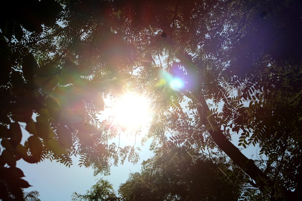green trees under blue sky during daytime