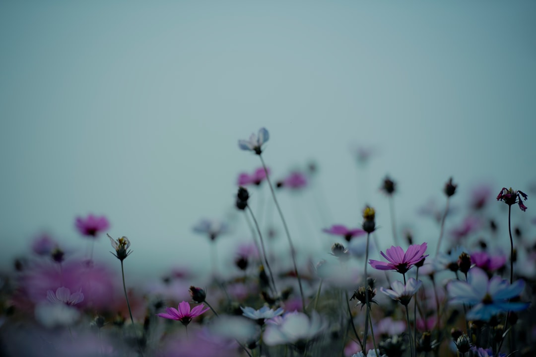 purple flowers in tilt shift lens