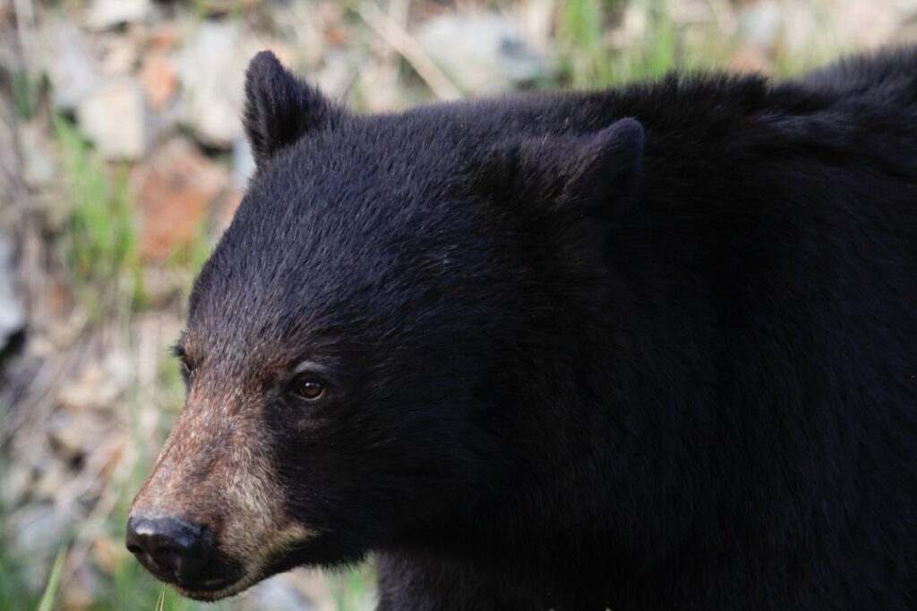 closeup photography of black bear