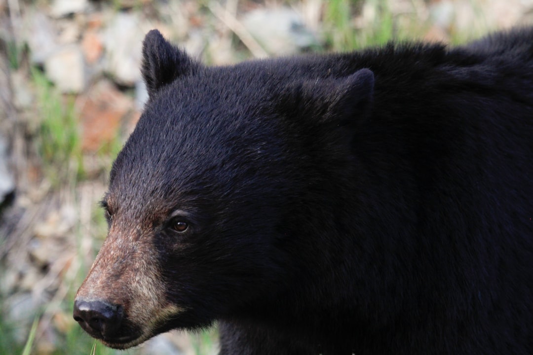 closeup photography of black bear