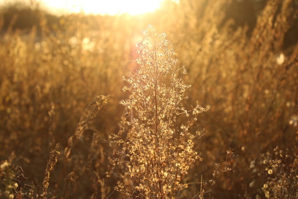 the sun is shining through the tall grass
