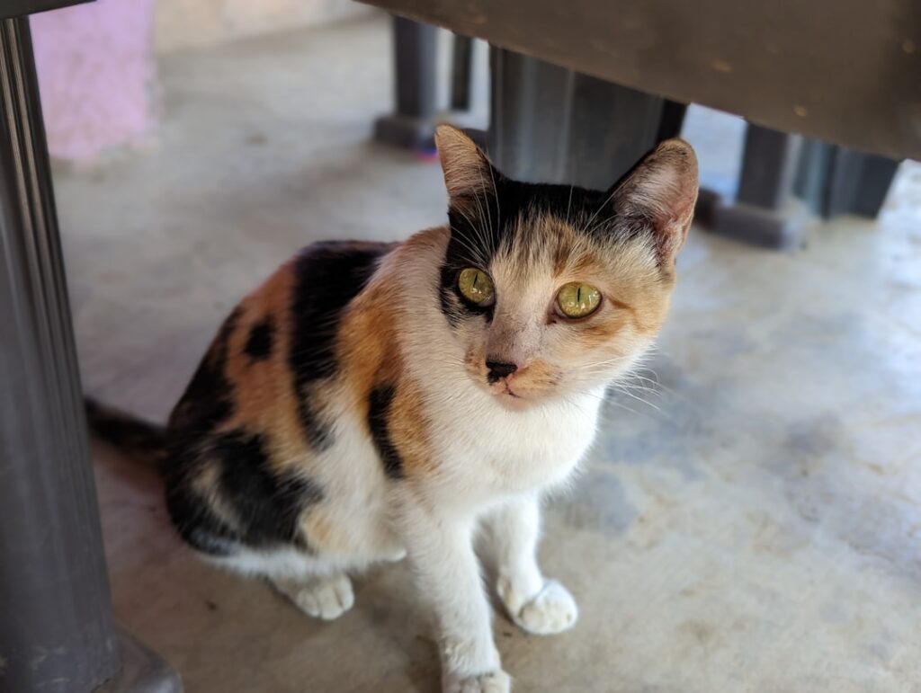 a calico cat sitting under a metal table