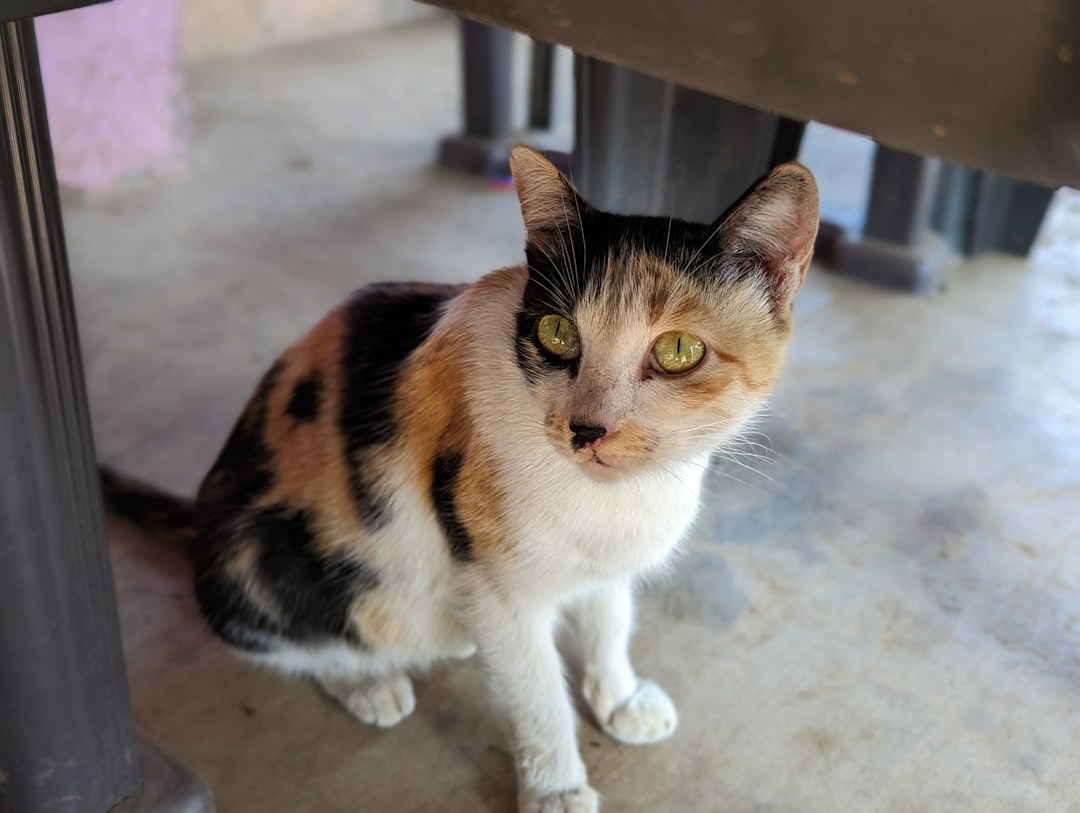 a calico cat sitting under a metal table
