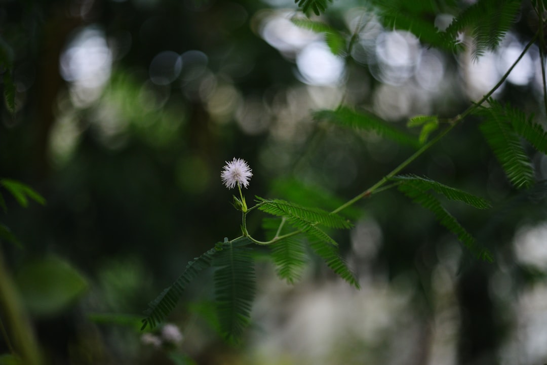 A small white flower sitting on top of a lush green forest