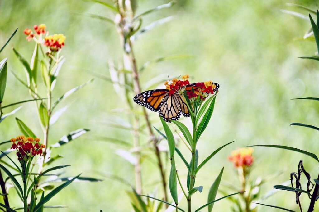 tiger swallowtail butterfly perched on green plant during daytime