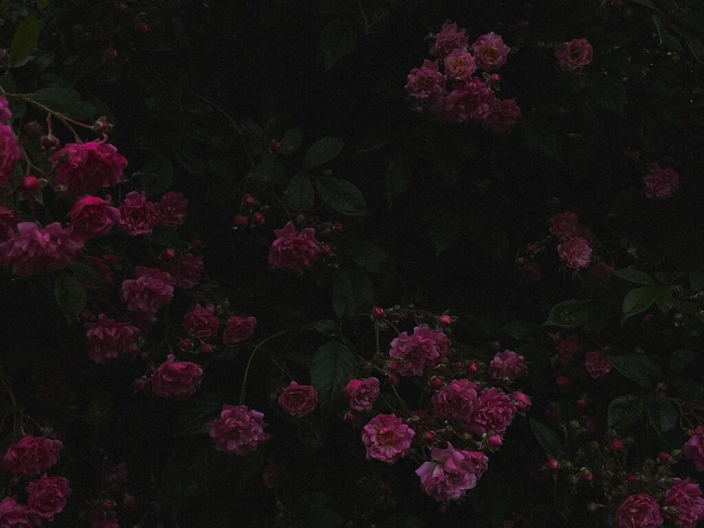a bunch of flowers that are in the dark