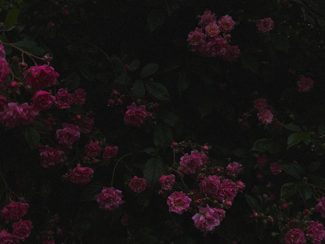 a bunch of flowers that are in the dark