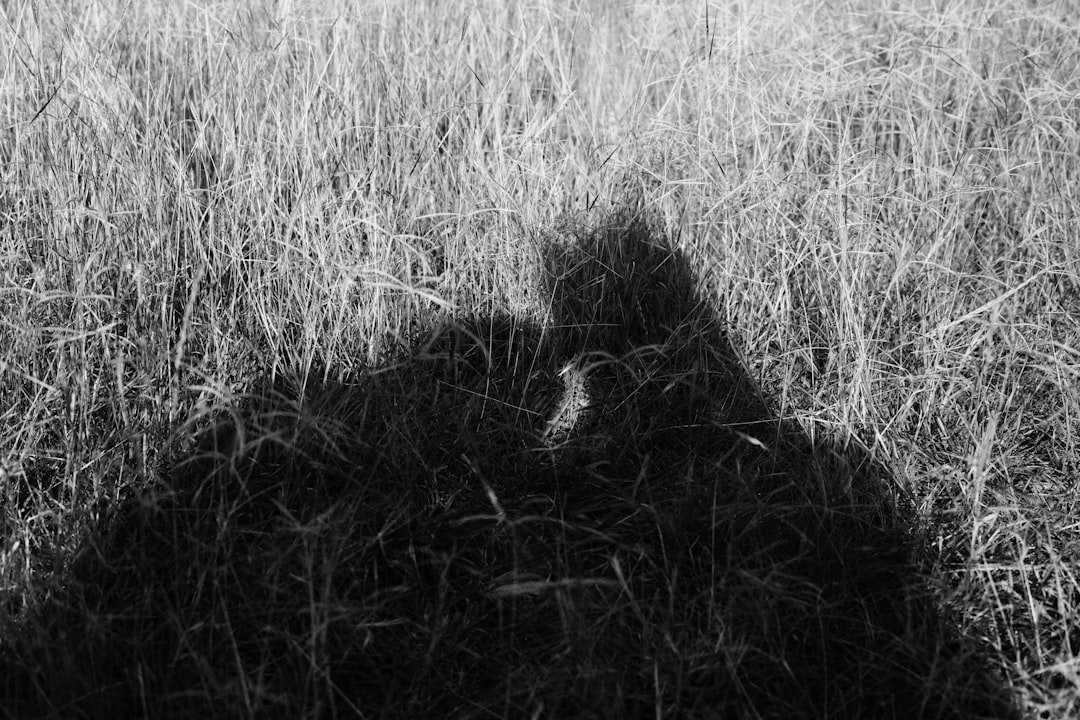 a shadow of a person in a field