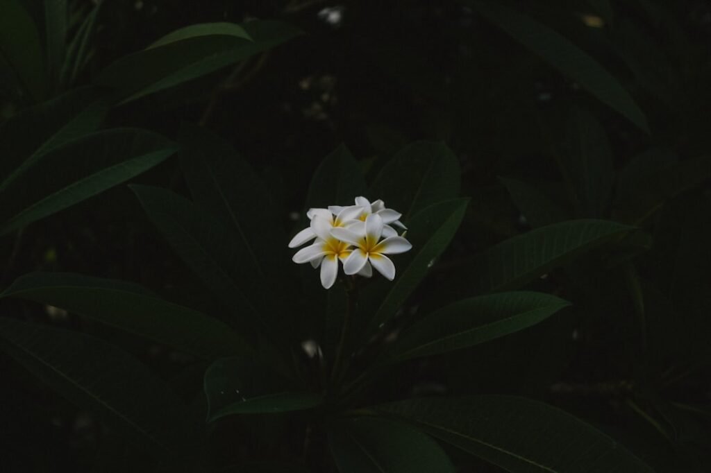 white and yellow petaled flowers
