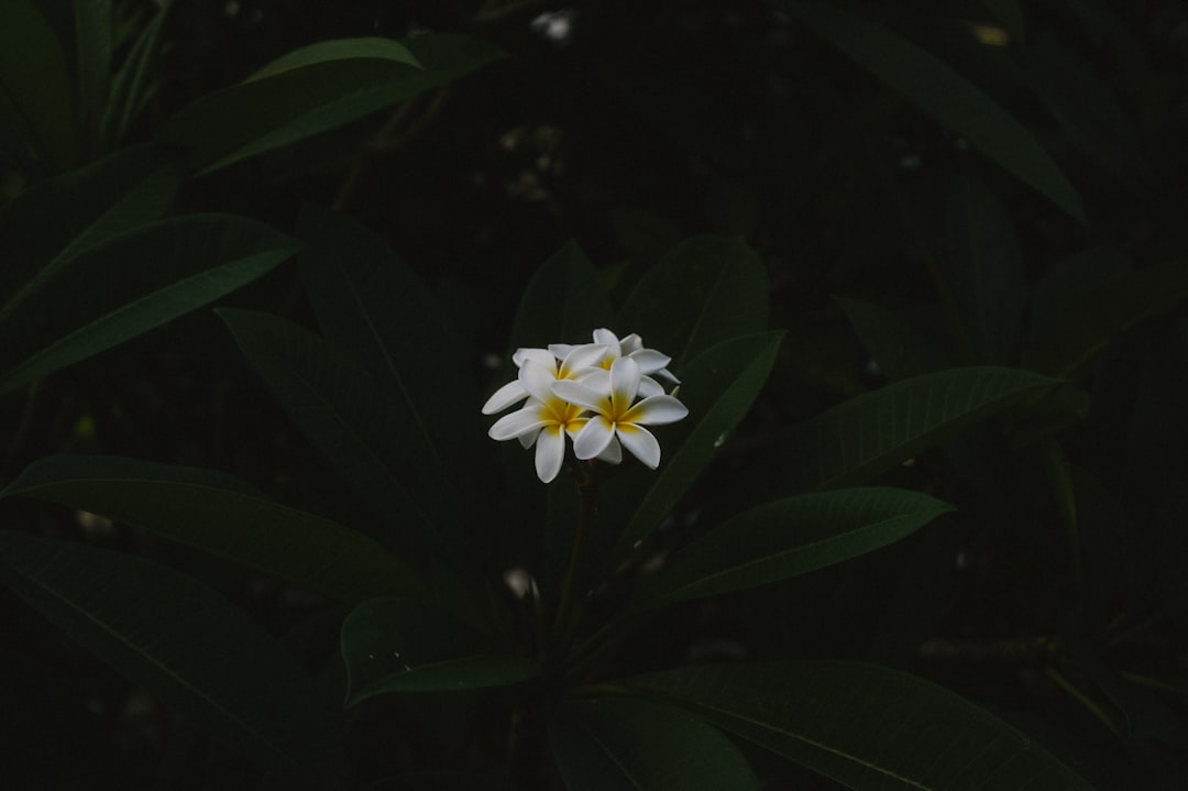 white and yellow petaled flowers
