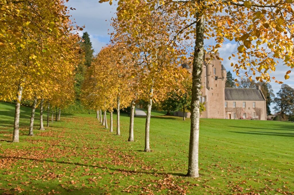 yellow leaf trees on green grass field near brown concrete building during daytime